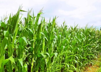 バイオ燃料はなぜ、CO2削減に効果があるのか？