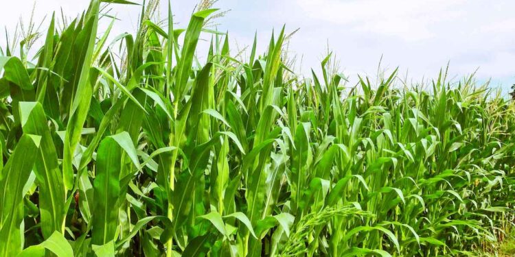 バイオ燃料はなぜ、CO2削減に効果があるのか?