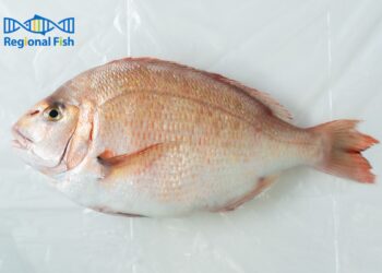 リージョナルフィッシュ