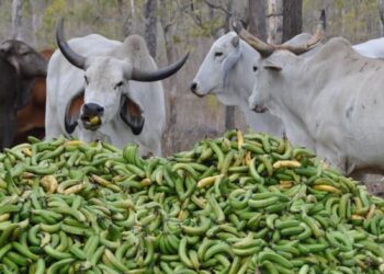 natural evolution foods green bananas