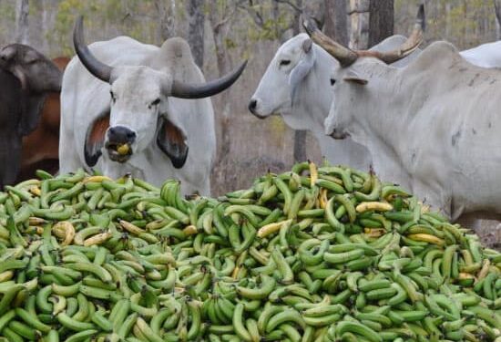 natural evolution foods green bananas
