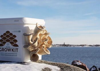 Helsieni キノコ栽培キット