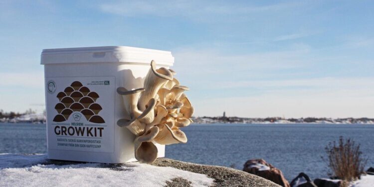 Helsieni　キノコ栽培キット