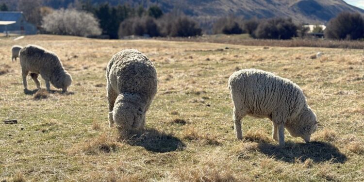 ニュージーランドにいる羊の写真