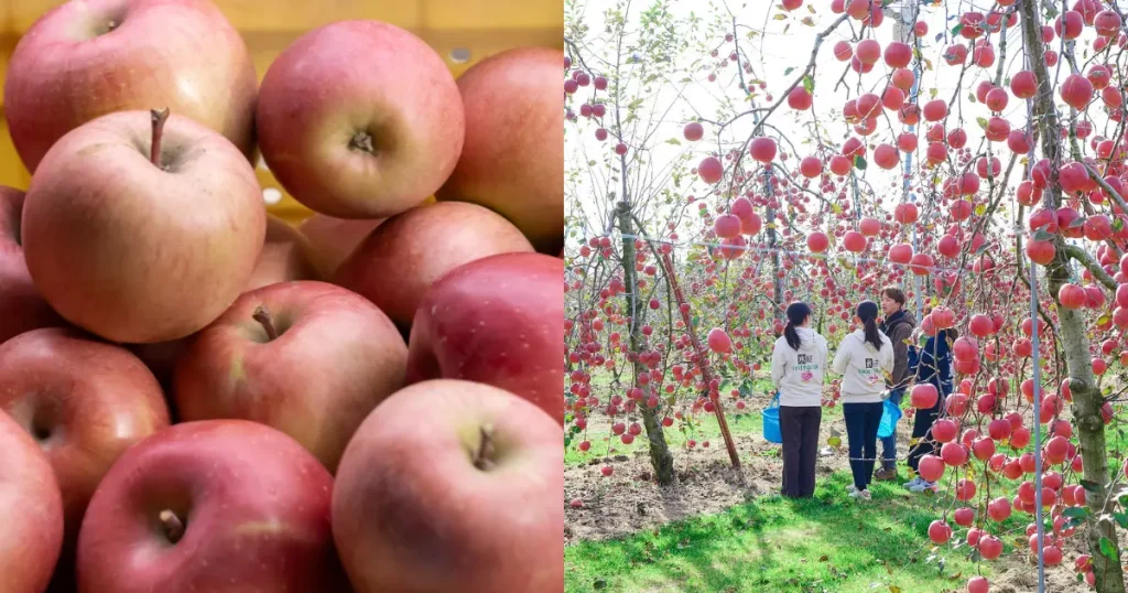 ふじりんごの農園